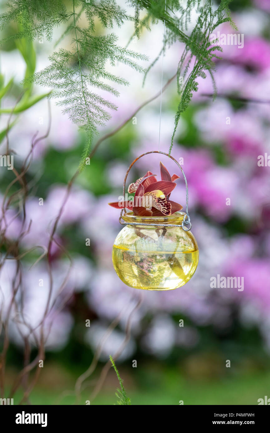 Kleine Orchidee in einem hängenden Glas Topf eine Blume zeigen. Großbritannien Stockfoto