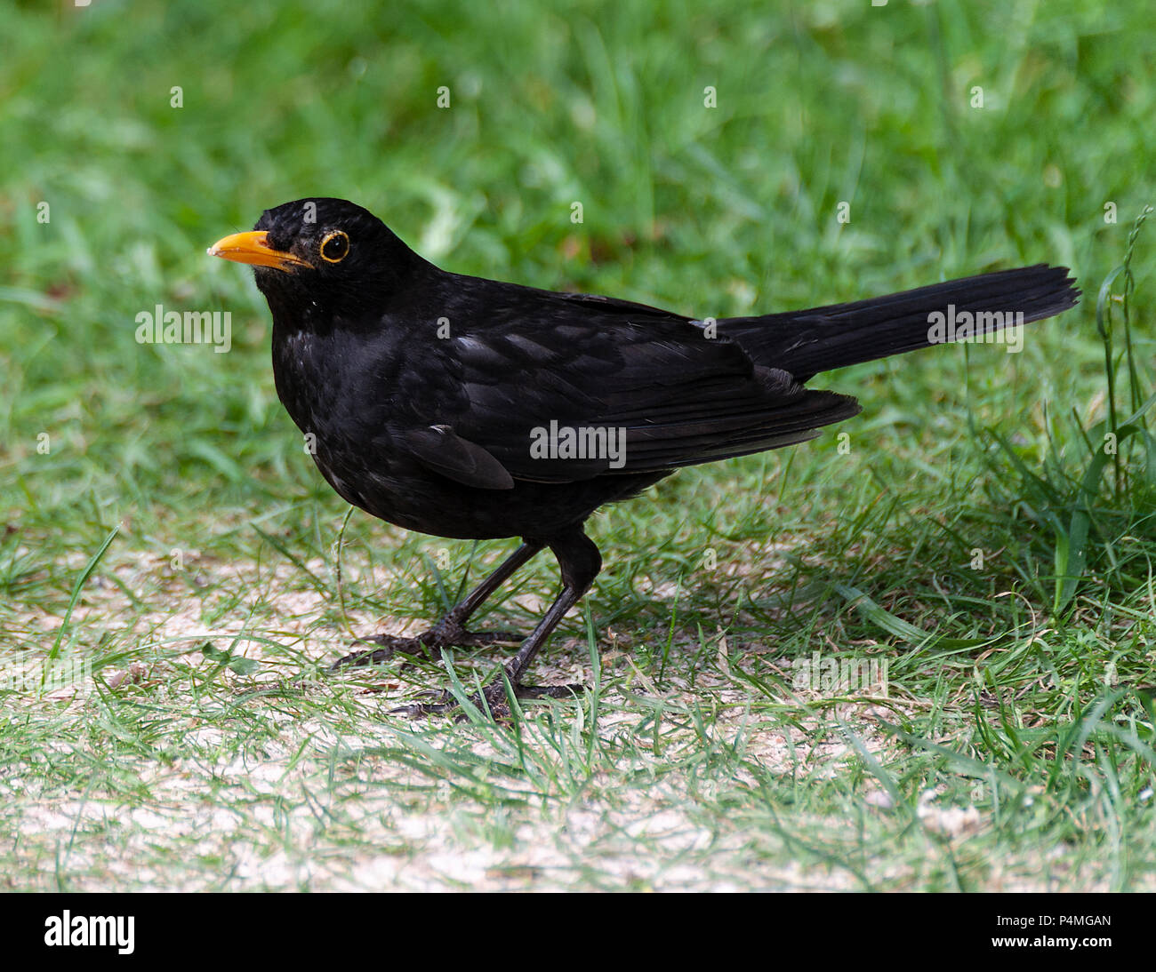 Eine erwachsene männliche Amsel auf einem Rasen auf der Suche nach Nahrung in einem Garten in Alsager Cheshire England Vereinigtes Königreich Großbritannien Stockfoto