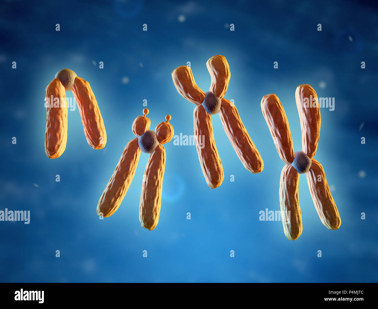 Klassifizierung der Chromosomen, auf die Position des Zentromers basiert. 3D-Darstellung. Stockfoto