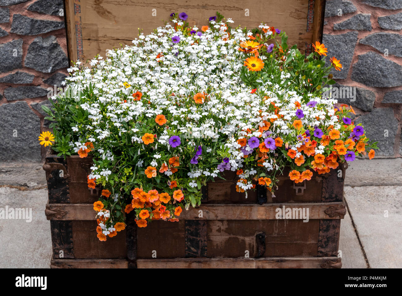 Frische Blumen wachsen in einem alten Trunk; downtown Salida, Colorado, USA Stockfoto