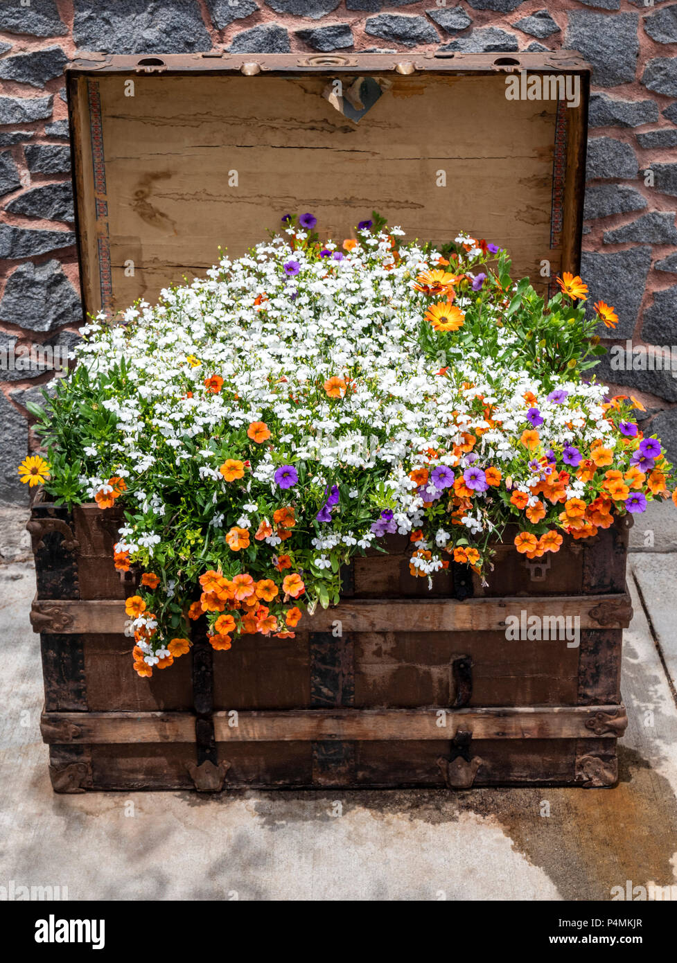 Frische Blumen wachsen in einem alten Trunk; downtown Salida, Colorado, USA Stockfoto