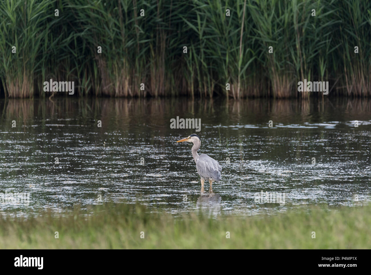 Ein stehender Graureiher (Ardea Cinerea) Stockfoto