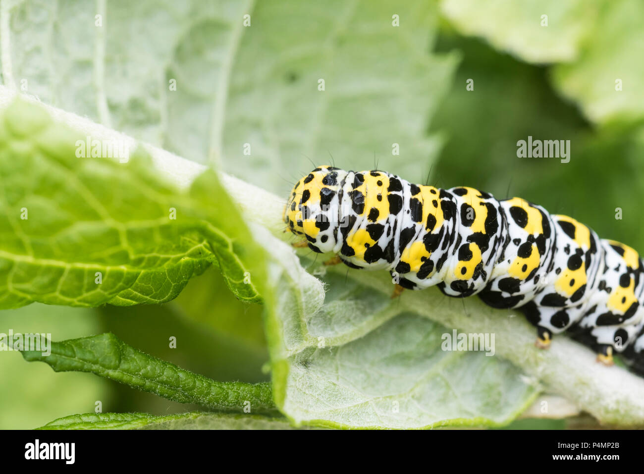 Königskerze Motte (Cucullia verbasci) Caterpillar Stockfoto
