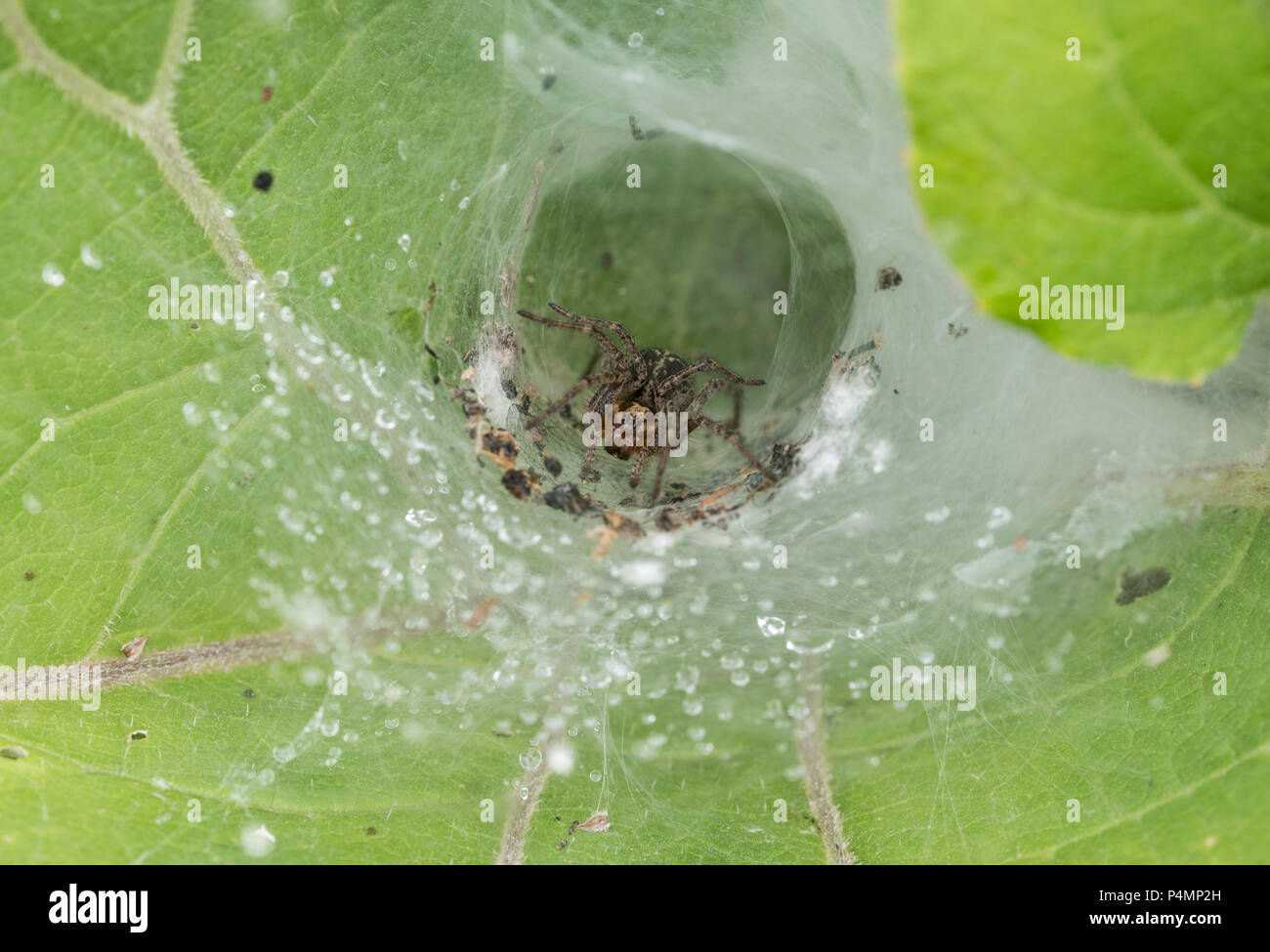Spider (? Nuctena sp) sitzen in einem Trichter art Web Stockfoto
