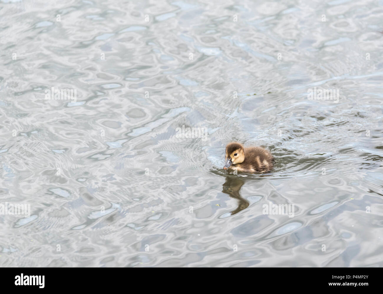 (Pochard Aythya ferina) Küken schwimmen Stockfoto