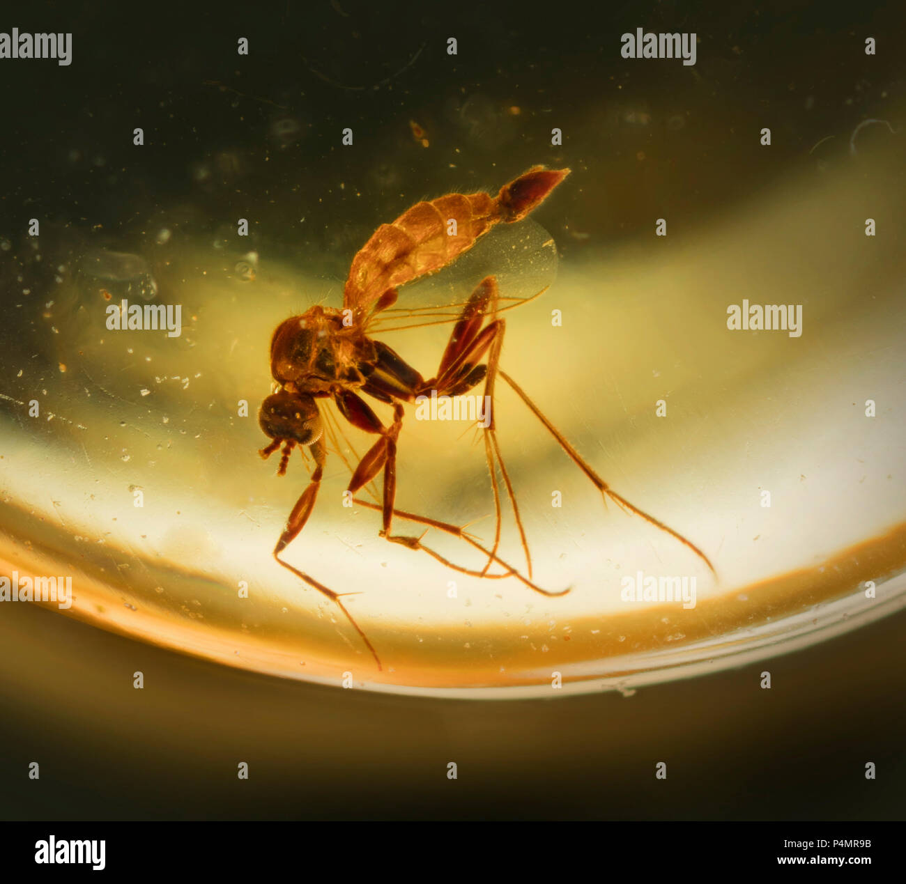 Eingeschlossene Fliegen Insekten in burmesischen Amber Stockfoto