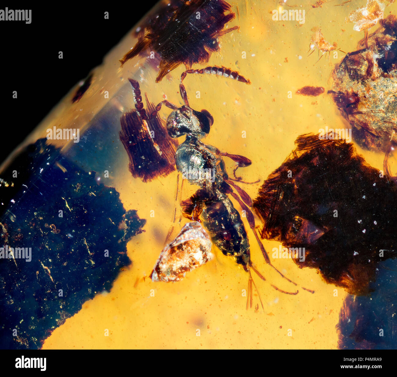 Eingeschlossene Fliegen Insekten in burmesischen Amber Stockfoto
