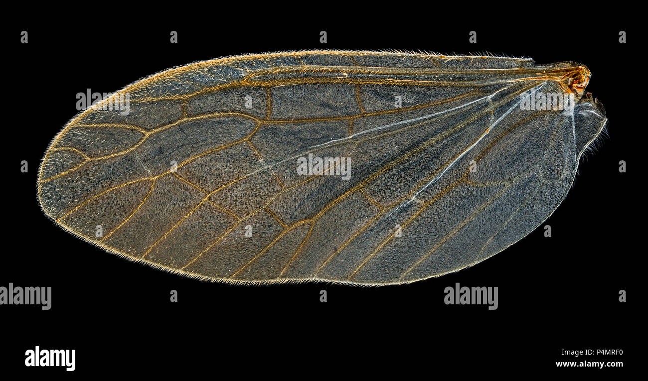 Megaloptera alderfly Sialis lutaria, Dunkelfeld photomicrograph des vorderen und des hinteren Kotflügels Typen Stockfoto