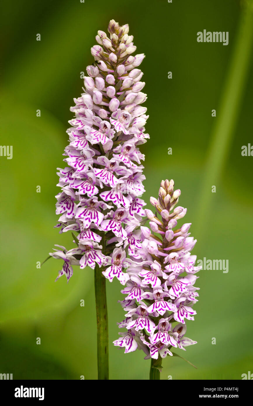 Gemeinsame beschmutzt - Knabenkraut, Dactylorhiza fuchsii Stockfoto