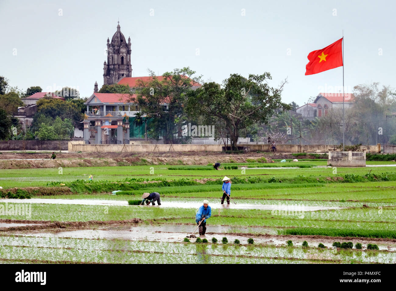 Frau einpflanzen Reis in einem Reisfeld, Vietnam rote Land Flagge und die katholische Kirche im Hintergrund. Nam Dinh Provinz, Vietnam-Frauen pflanzen Reis, Landesfahne Vietnams in einem Reisfeld in der Nam Dinh-Provinz, Vietnam Stockfoto