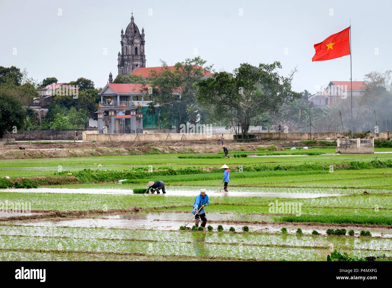 Frau einpflanzen Reis in einem Reisfeld, Vietnam rote Land Flagge und die katholische Kirche im Hintergrund. Nam Dinh Provinz, Vietnam-Frauen pflanzen Reis, Landesfahne Vietnams in einem Reisfeld in der Nam Dinh-Provinz, Vietnam Stockfoto