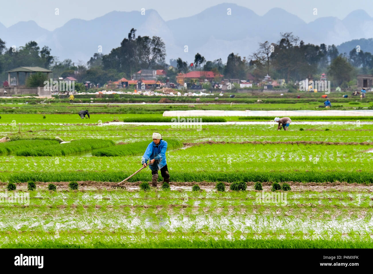 Frau einpflanzen Reis in einem Reisfeld in der Provinz Nam Dinh, in Vietnam Stockfoto