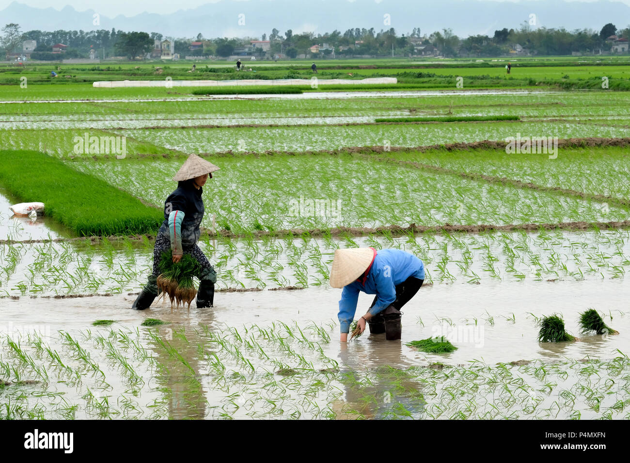 Frau einpflanzen Reis in einem Reisfeld in der Provinz Nam Dinh, in Vietnam Stockfoto