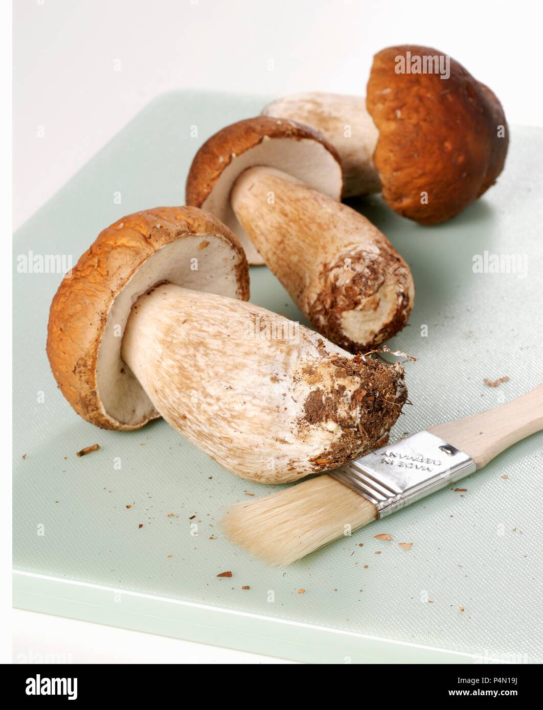 Frische Steinpilze mit Bürsten Stockfoto