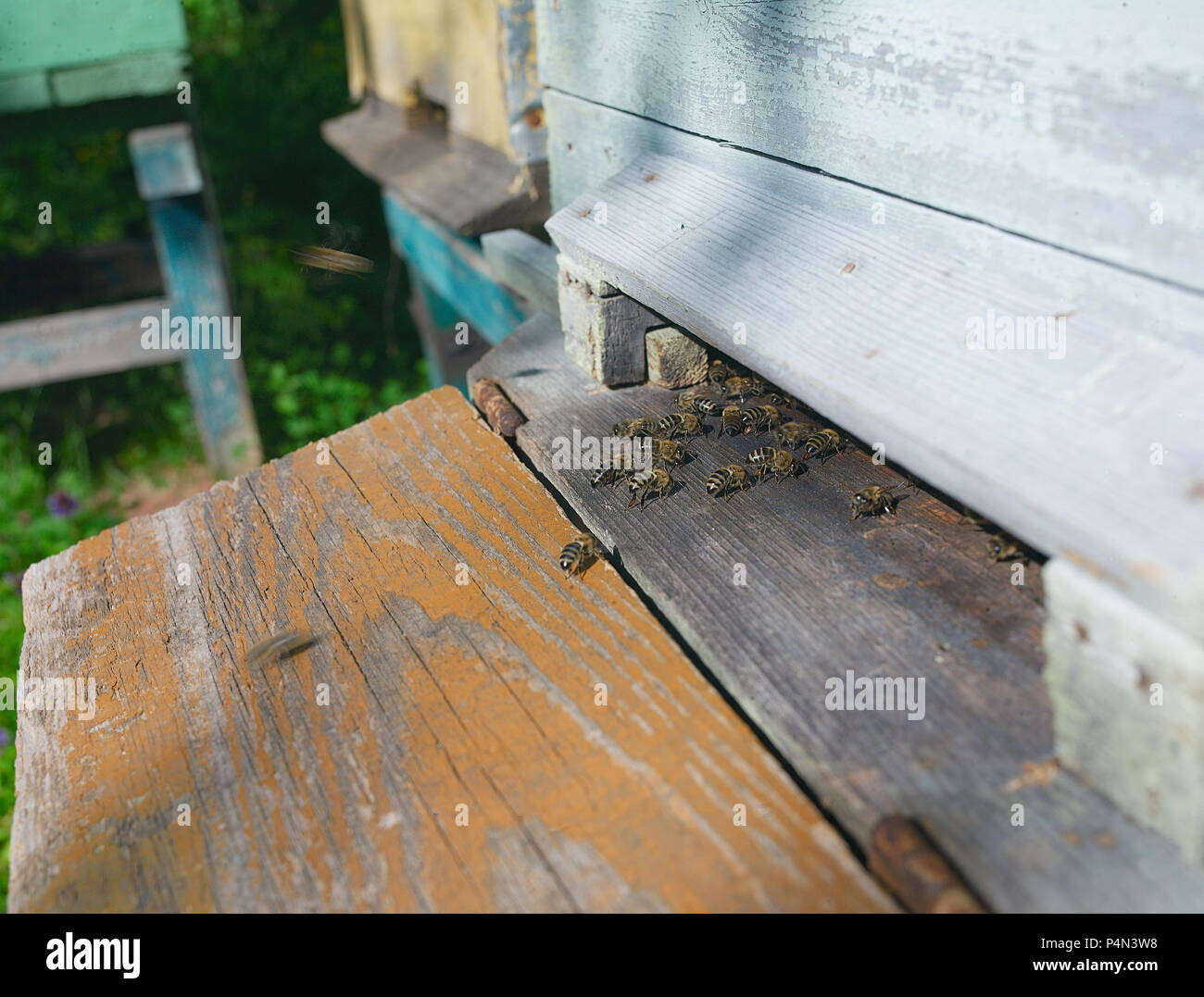 Die Bienen in den Bienenstock in einem guten Sommer Tag, mcro Schuß Stockfoto