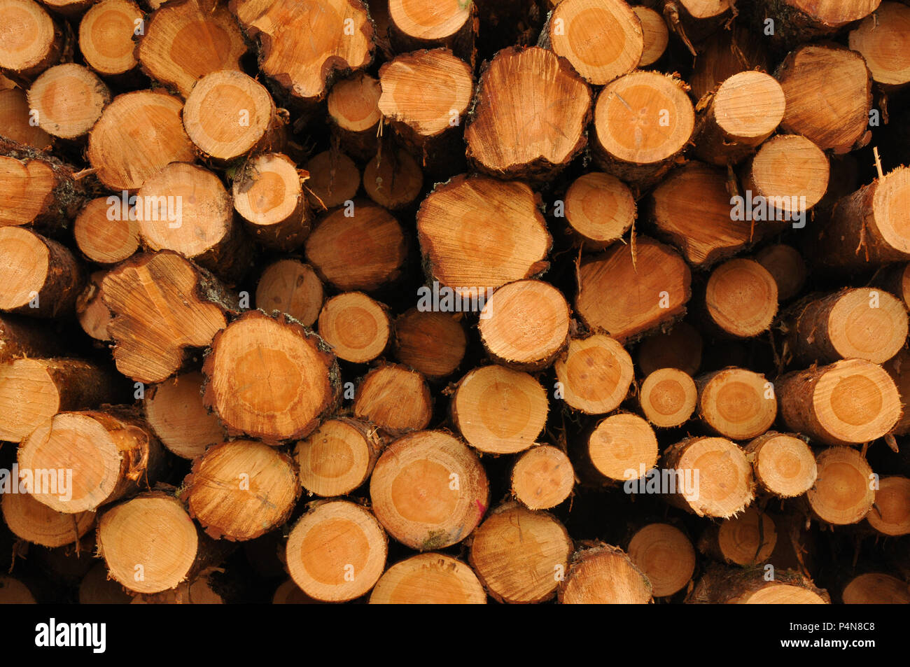 Gestapelt, zerkleinerte Holz für den Winter in Schweden Stockfoto