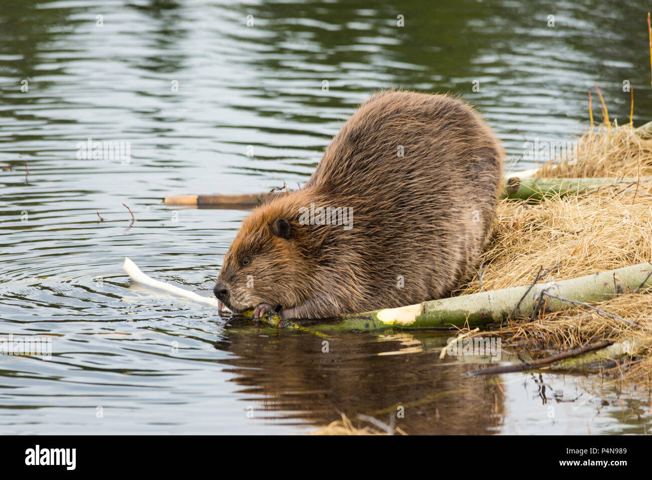 Ein großer Biber essen beliebt Filialen auf dem grasbewachsenen Ufer der Biber Teich Stockfoto