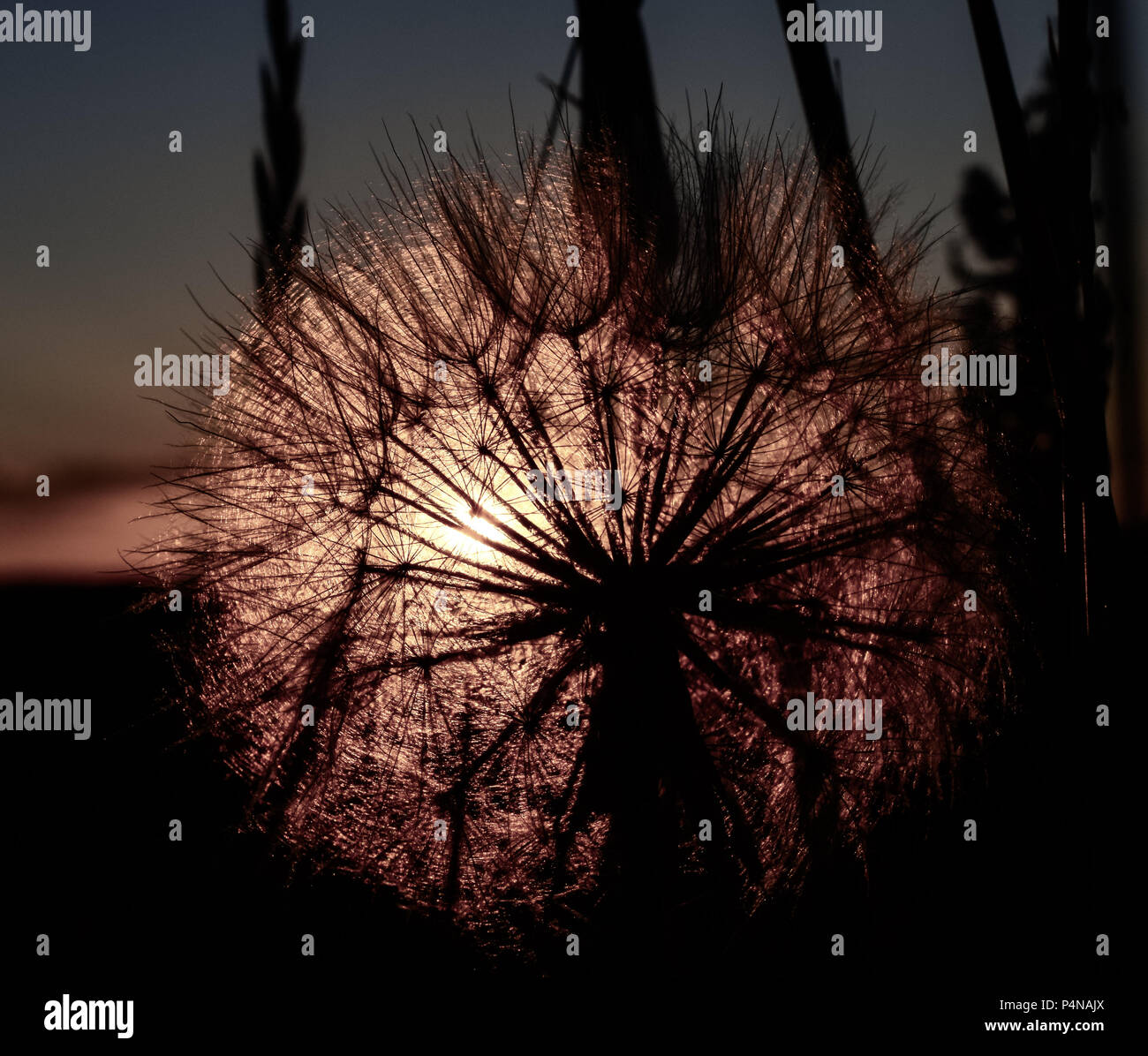 Sonnenuntergang über eine Baumwolle Unkraut in entsättigt Farbe und mehr eine Silhouette Stockfoto