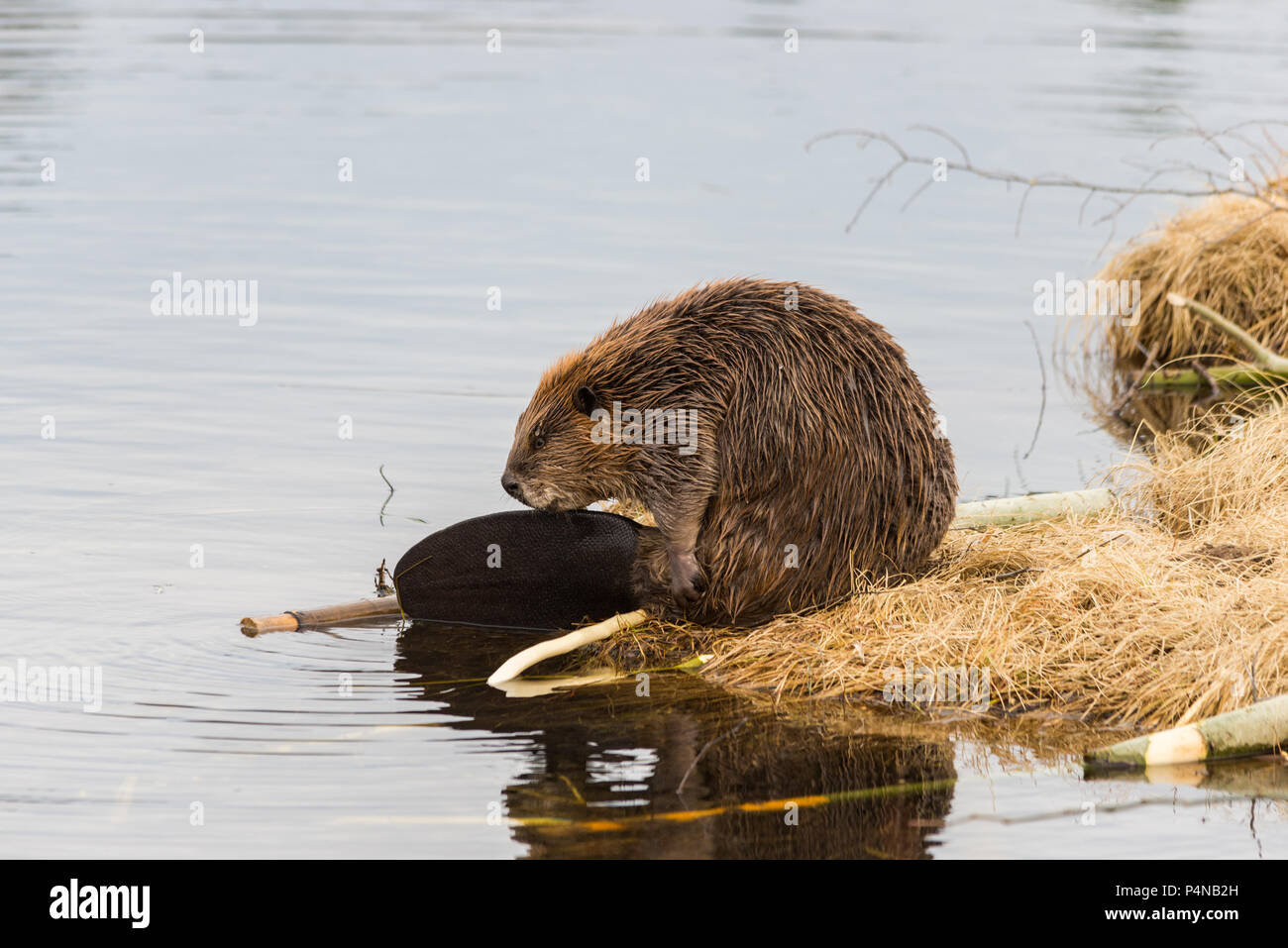 Ein großer Biber selbst pflegen auf dem grasbewachsenen Rand der Teich mit seinen schönen grossen Schwanz angezeigt Stockfoto