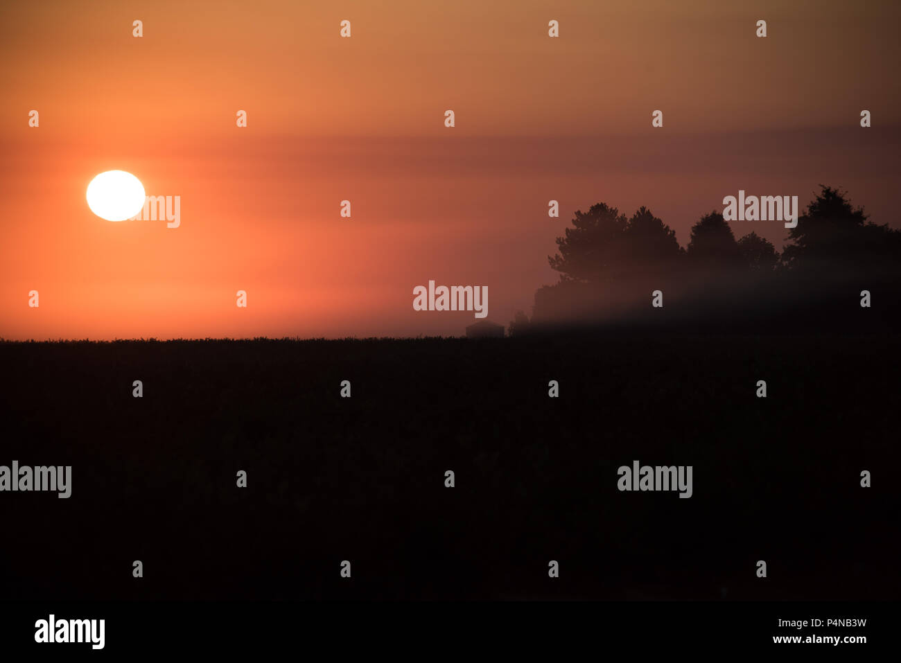Am frühen Morgen über auf dem Feld eines Bauern in Delta, BC mit leichten Nebel, Drapierungen silhouetted Bäume am Horizont und einen spektakulären Sonnenaufgang. Stockfoto
