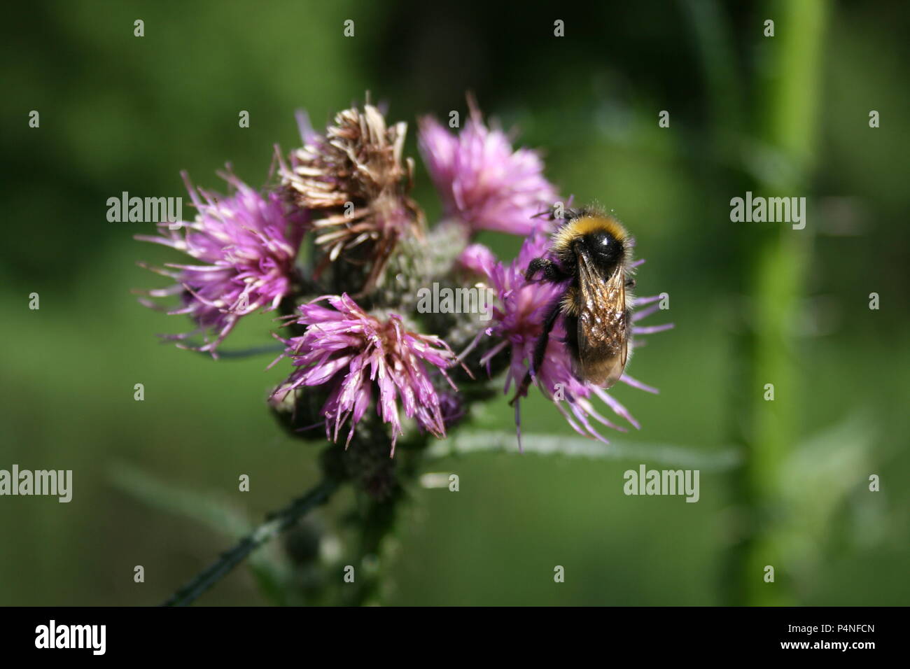 Hummel in Distel Stockfoto