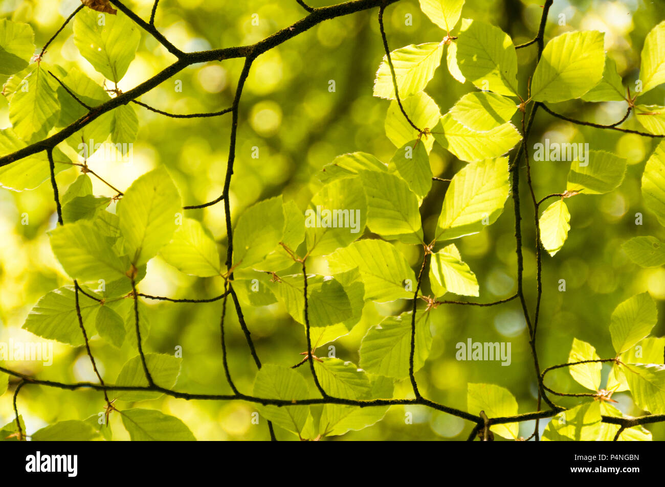 Bild der Blätter an einem Baum, füllen das ganze Bild. Stockfoto
