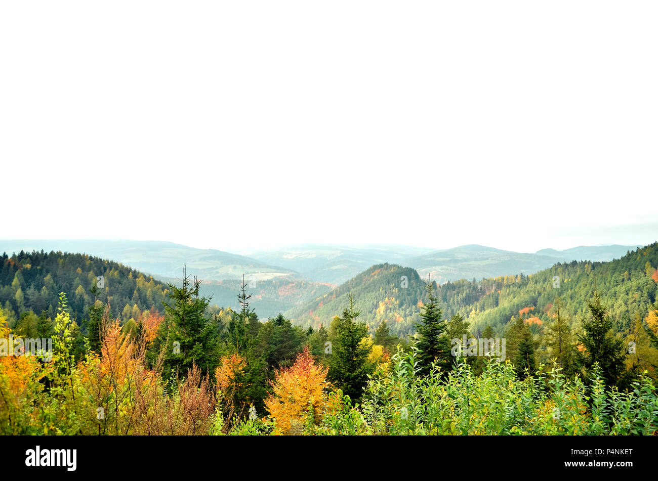 Herbst Aspen Bäume mit nebligen Berge im Hintergrund Stockfoto