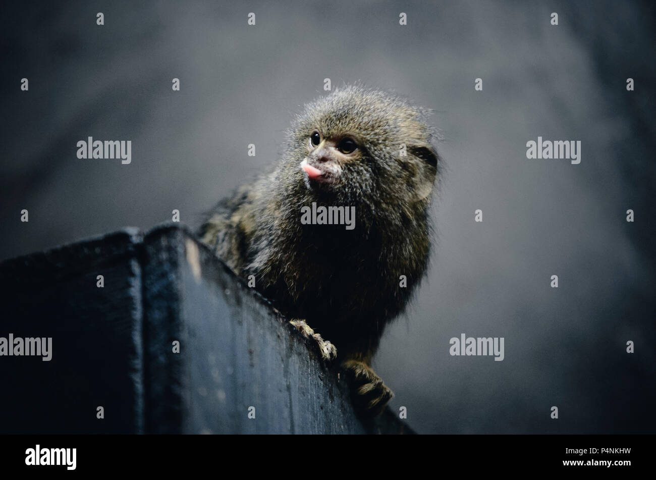 Der Affe zeigt die Zunge. Affe auf eine Black Box. Stockfoto