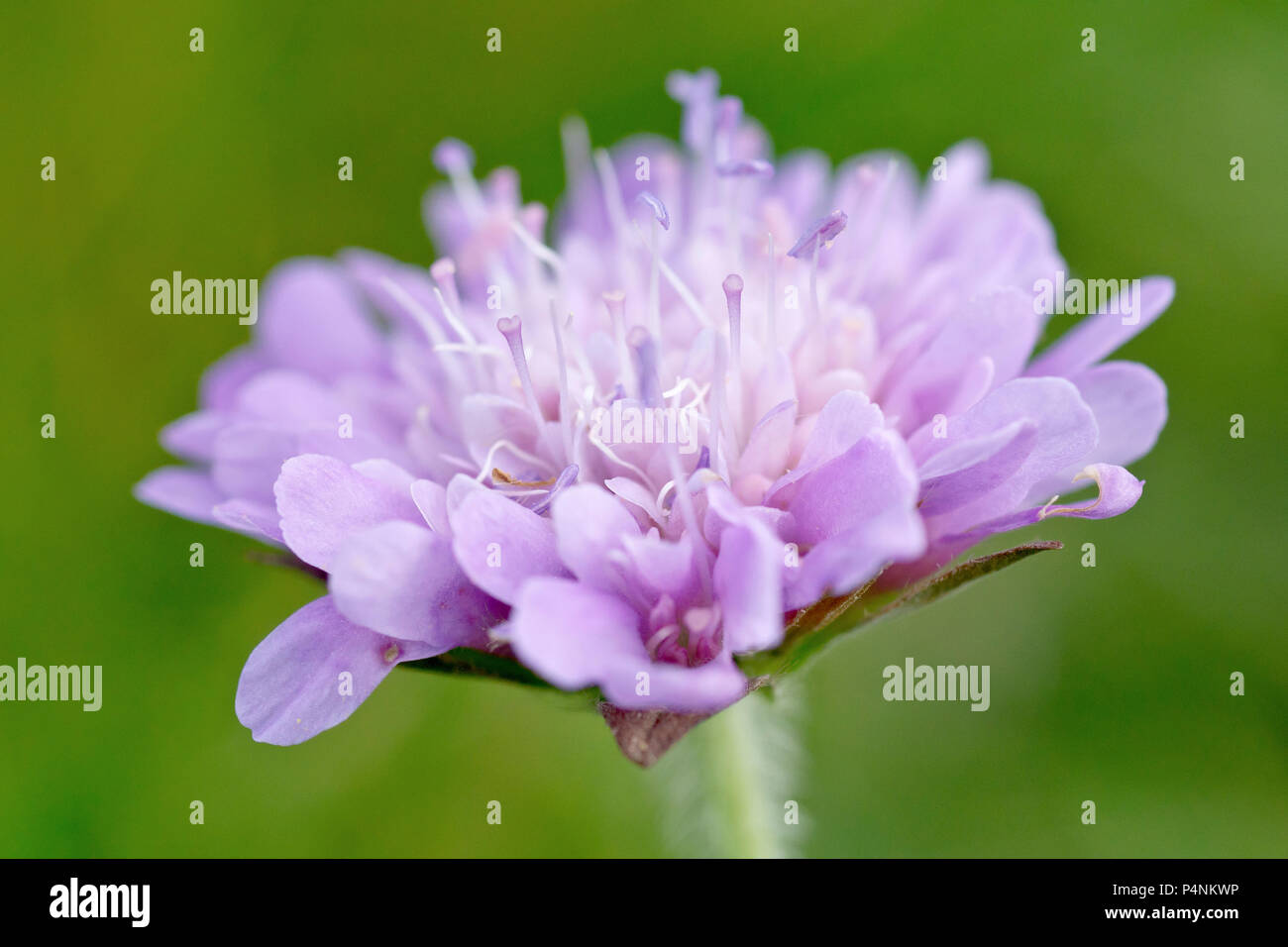 Feld-witwenblume (knautia arvensis), auch als "Gypsy Rose bekannt, der eine Einzelblüte Kopf gegen einen einfachen grünen Hintergrund schliessen. Stockfoto