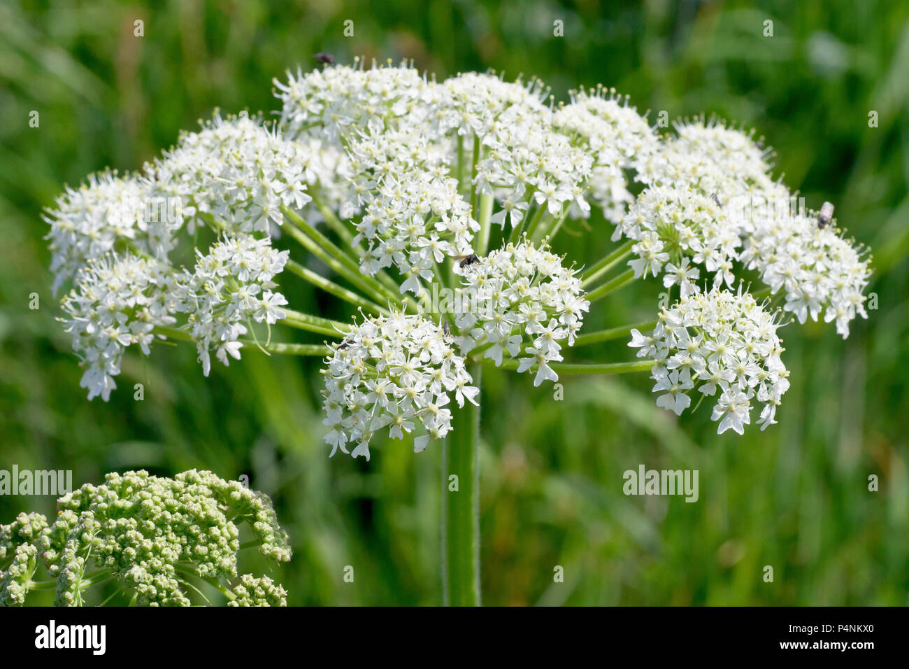 Scharfkraut oder Kuh Pastinaken (heracleum sphondylium), in der Nähe von einem der großen blütenköpfchen. Stockfoto