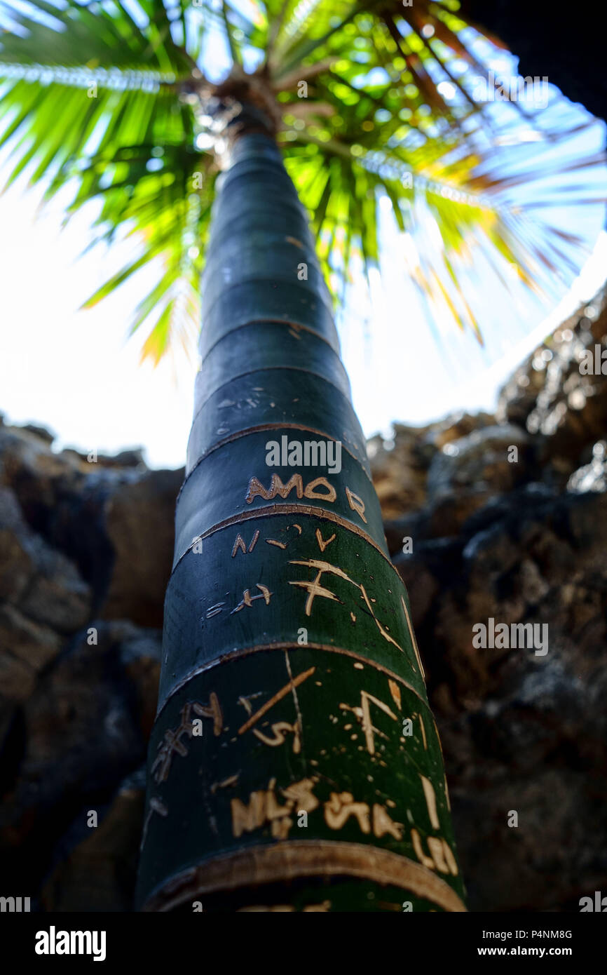 Ein plam-Baum mit Push durch Rock das Licht in Cesar Manrique Foundation in La Asomada, Lanzarote zu erreichen. Stockfoto