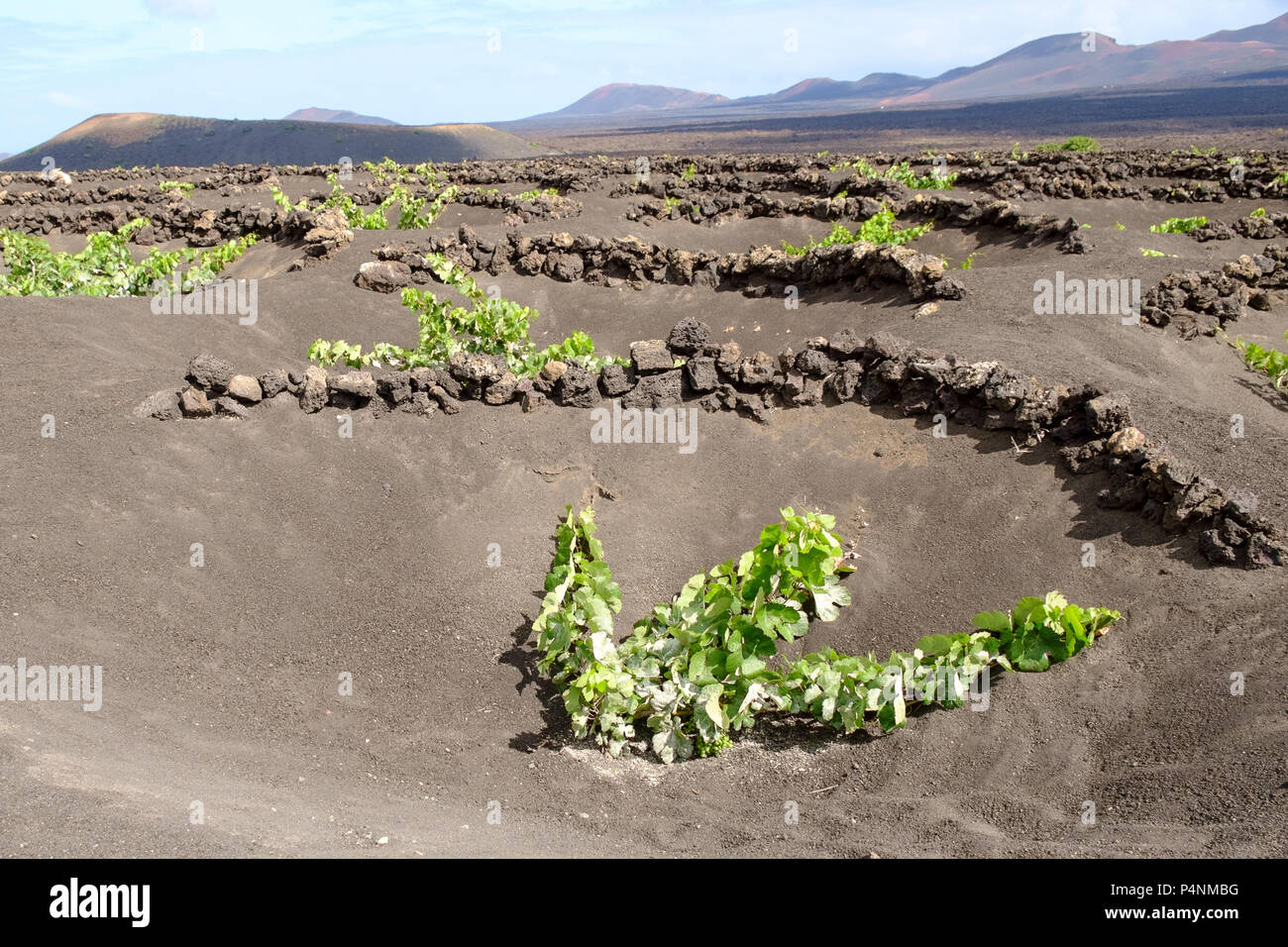 "Horse Shoe Wände Zocos" verwendet, um die Reben vor dem Wind zu schützen sind in La Geria Weinberge gesehen, Lanzarote. Stockfoto