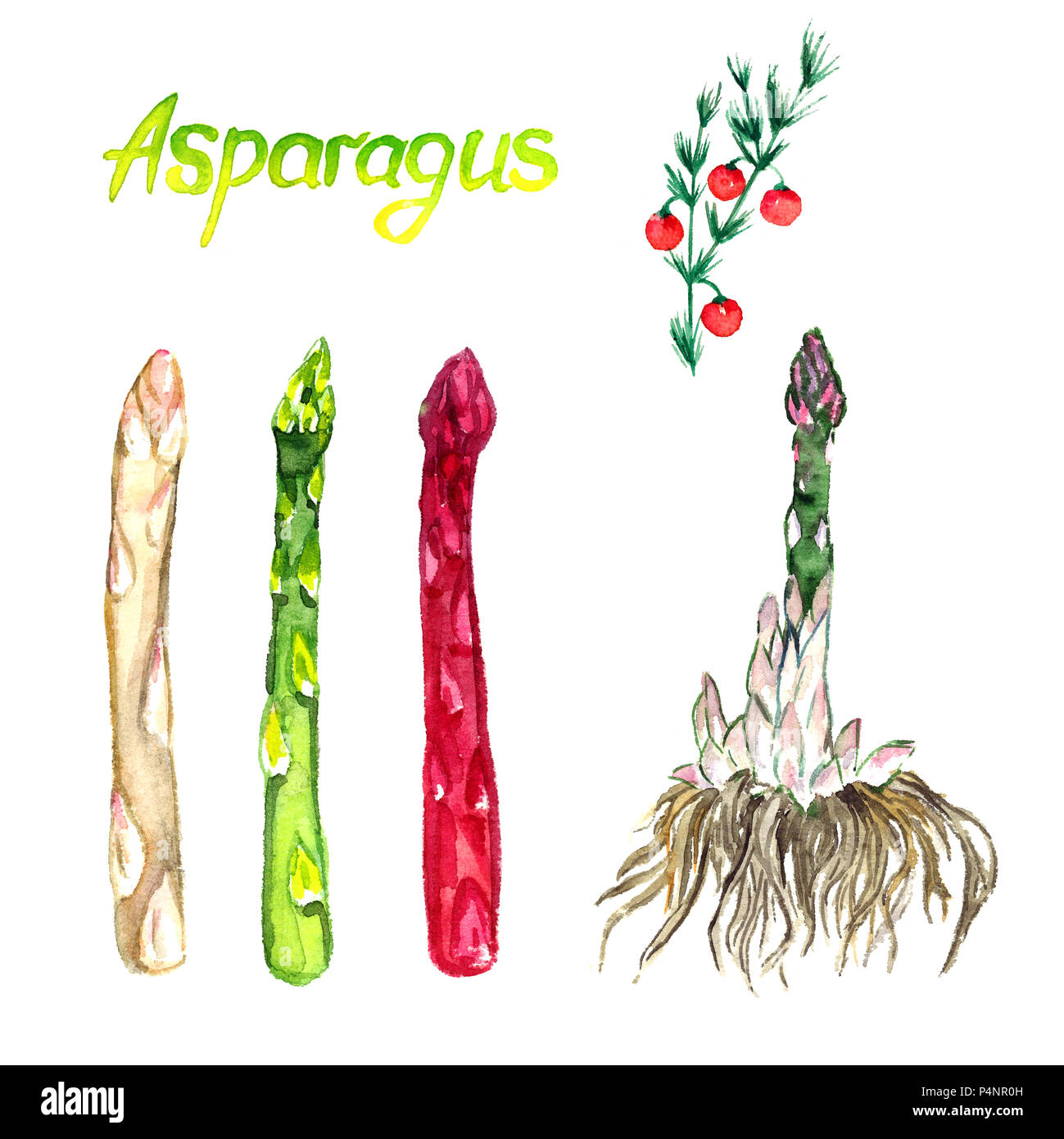 Spargel Pflanze mit Wurzeln, grün, rot (lila) und weissen Keimen, Zweig mit roten Beeren, isolierte Handgemalten Aquarell Abbildung Stockfoto