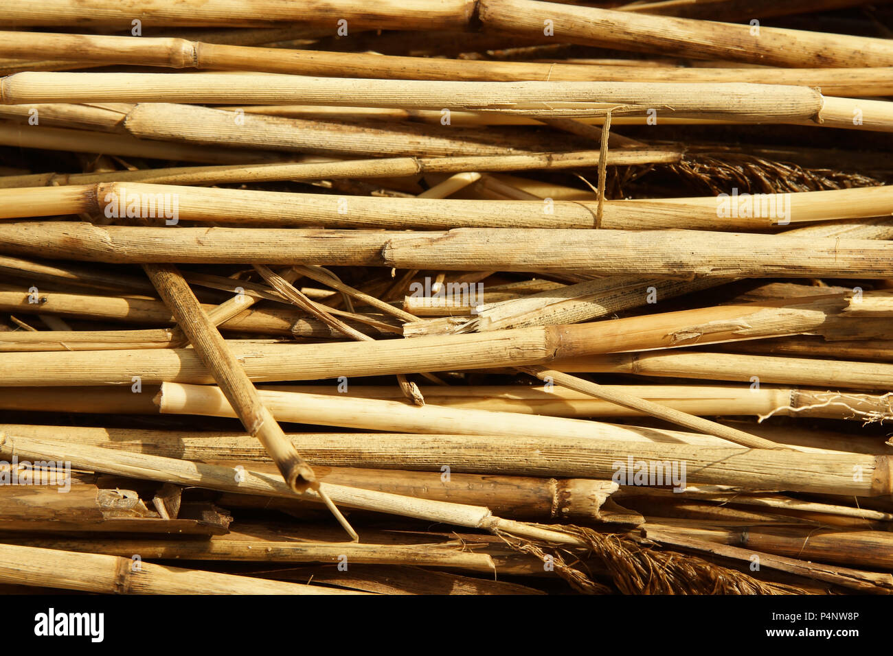 Trockenen Schilf Textur. Bio Natur Wallpaper der gelbe Onkel. Natrliche  warme Holz Hintergrund mit Bambus und Stroh Stockfotografie - Alamy