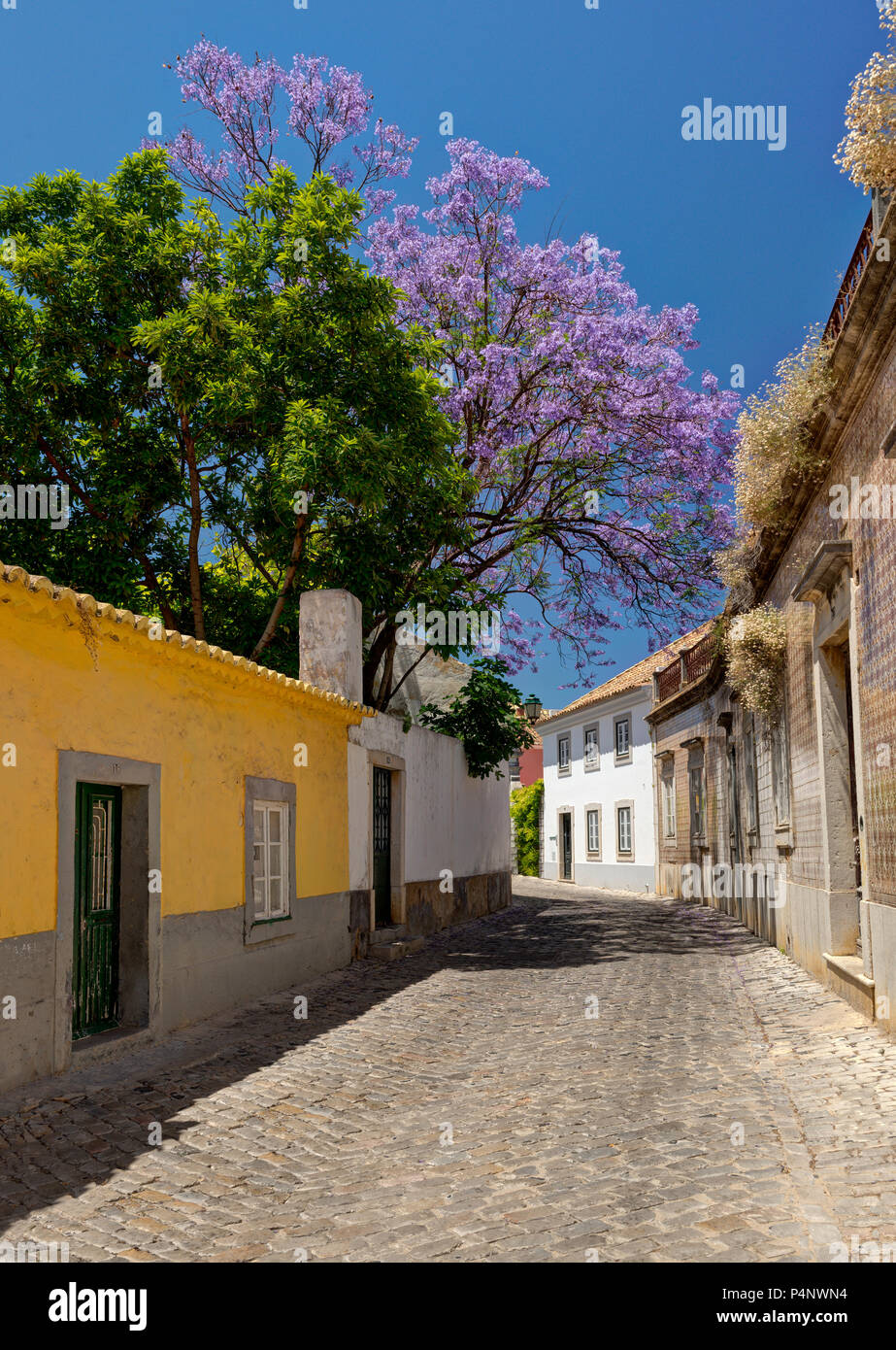 Eine Straße in der Altstadt von Faro, mit einem Jacaranda Baum in Blüte, der Algarve, Portugal Stockfoto