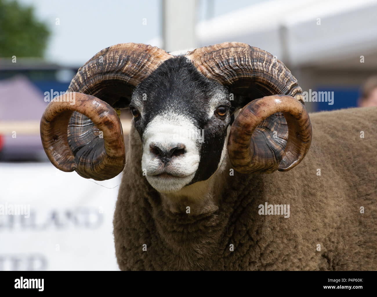 Der Meister Blackface Schafe an der Royal Highland Show, eine tup von John wight und Sohn ausgestellt. Die Blackface ist die größte reine Rasse der Schafe in Großbritannien. Quelle: John Eveson/Alamy leben Nachrichten Stockfoto