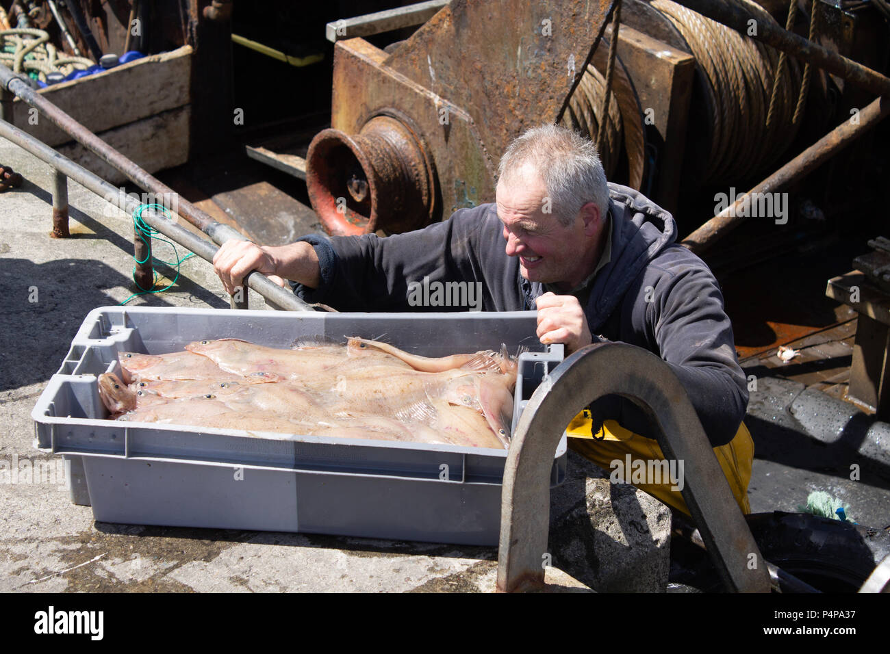 Schull, West Cork, Irland. 23. Juni 2018. Ein weiterer schöner sonniger Tag mit den lokalen Fischern Landung eine feine gemischte Fang von Garnelen und Fisch. Credit: aphperspective/Alamy leben Nachrichten Stockfoto