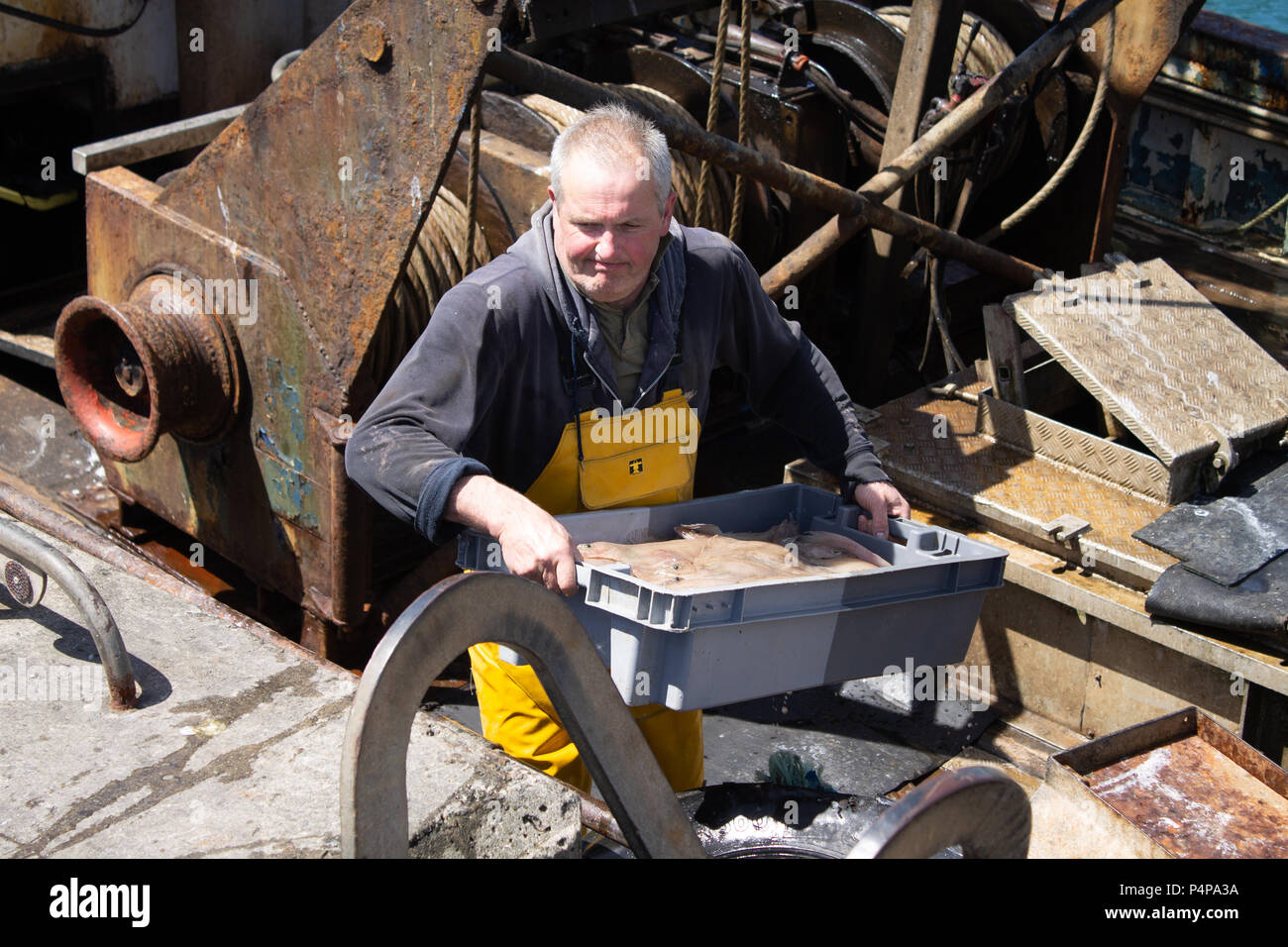 Schull, West Cork, Irland. 23. Juni 2018. Ein weiterer schöner sonniger Tag mit den lokalen Fischern Landung eine feine gemischte Fang von Garnelen und Fisch. Credit: aphperspective/Alamy leben Nachrichten Stockfoto