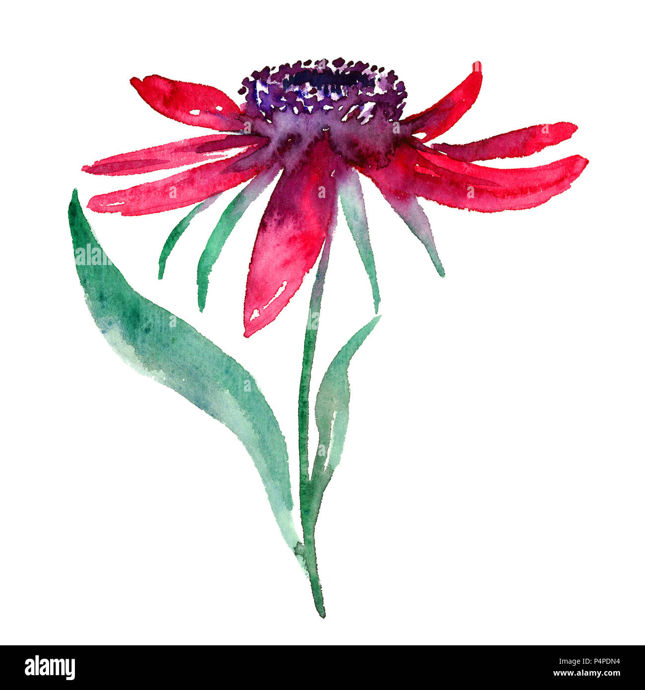 Echinacea rosa Blüten und Blätter, isolierte Handgemalten Aquarell Abbildung Stockfoto