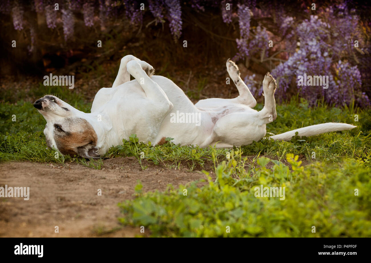 Ältere pitbull Hund legt auf der Rückseite mit Füßen und die Nase in der Luft. Sie ist auf eine Kombination von Schmutz, Unkraut und Gras. Sie sieht sehr Sorglos Stockfoto