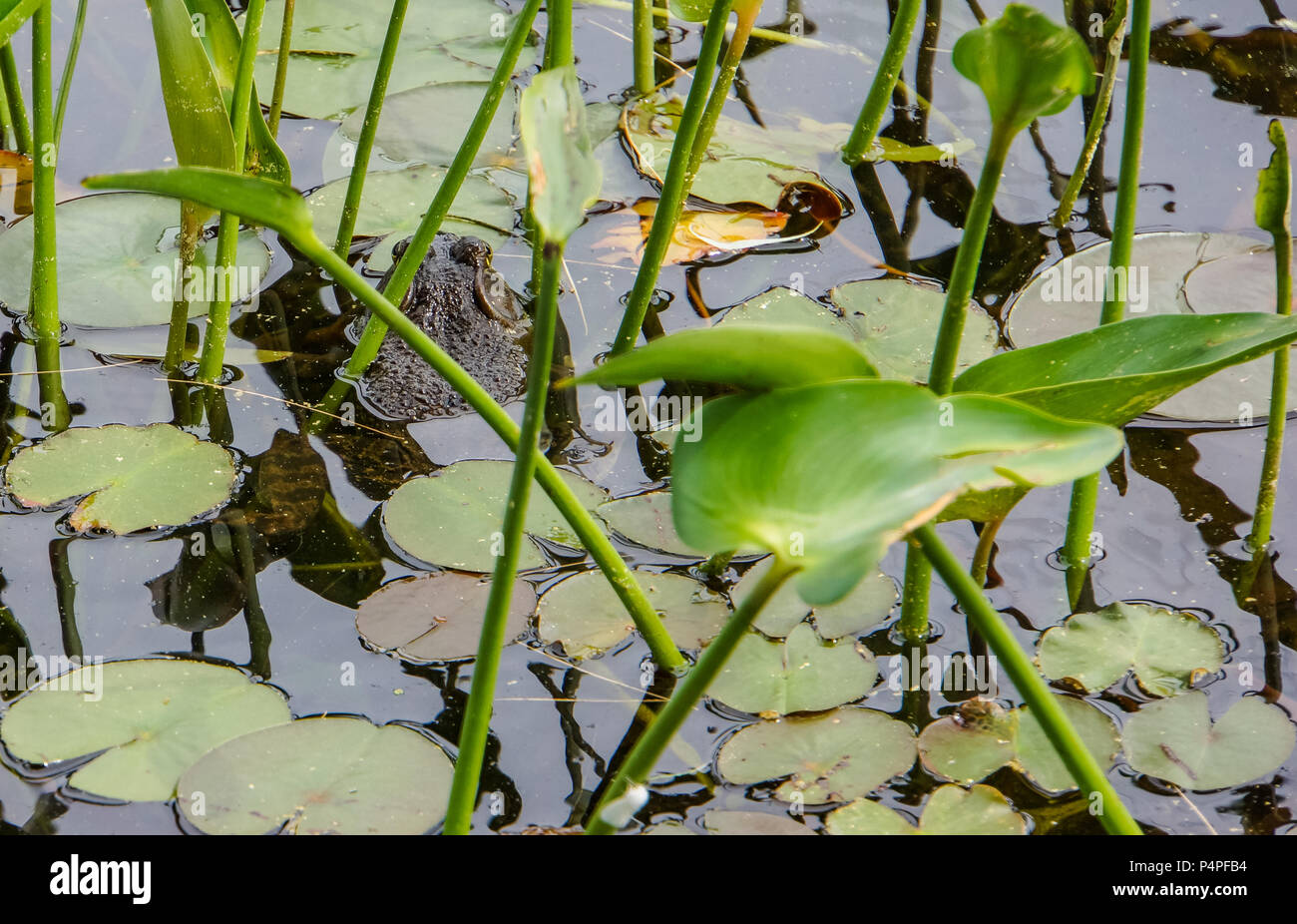 Dunkel Braun Grün Bull Frog versteckt sich unter den Pflanzen auf dem Lake Shore Stockfoto