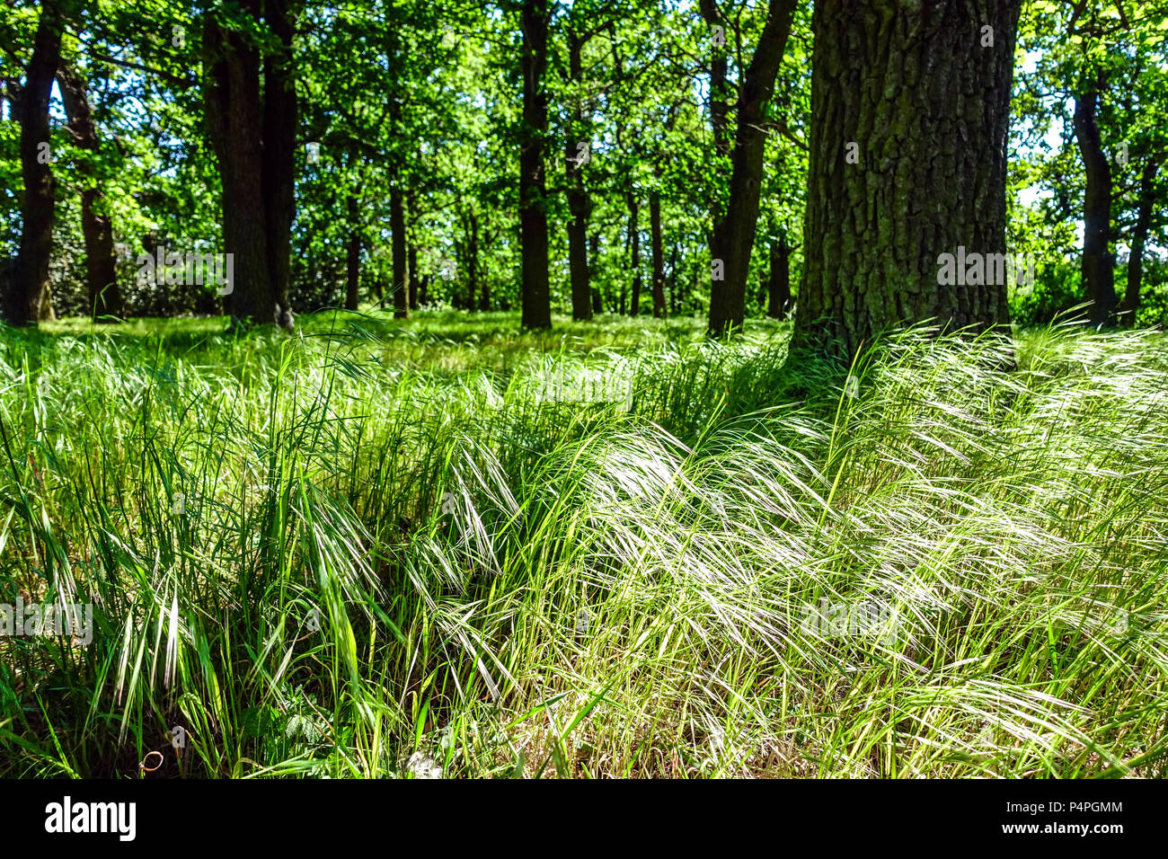 Gras unter Eichenbäumen in Waldunterholz, Waldgras Stockfoto