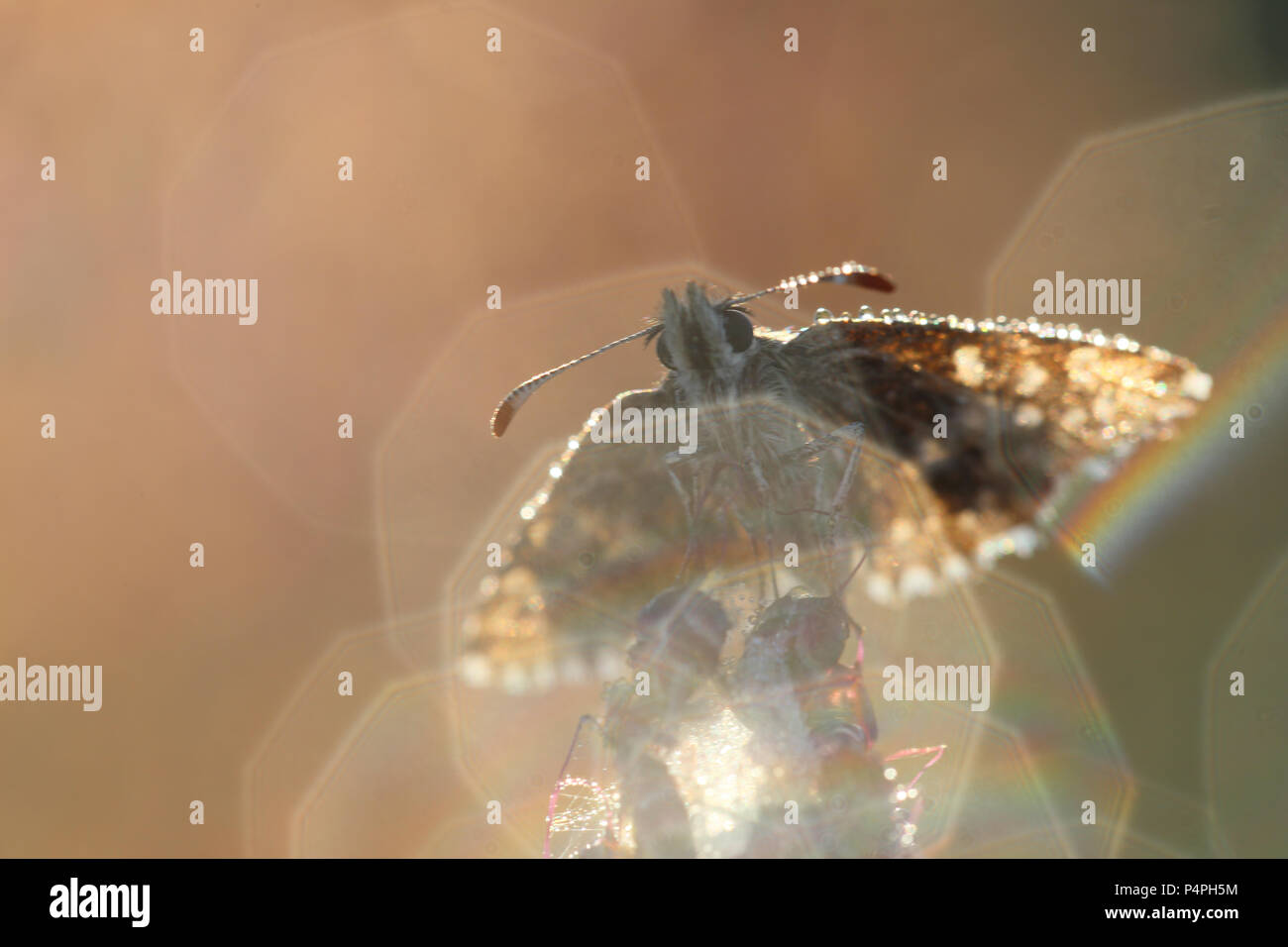 Malvae grizzled Skipper (Schmetterling) Stockfoto