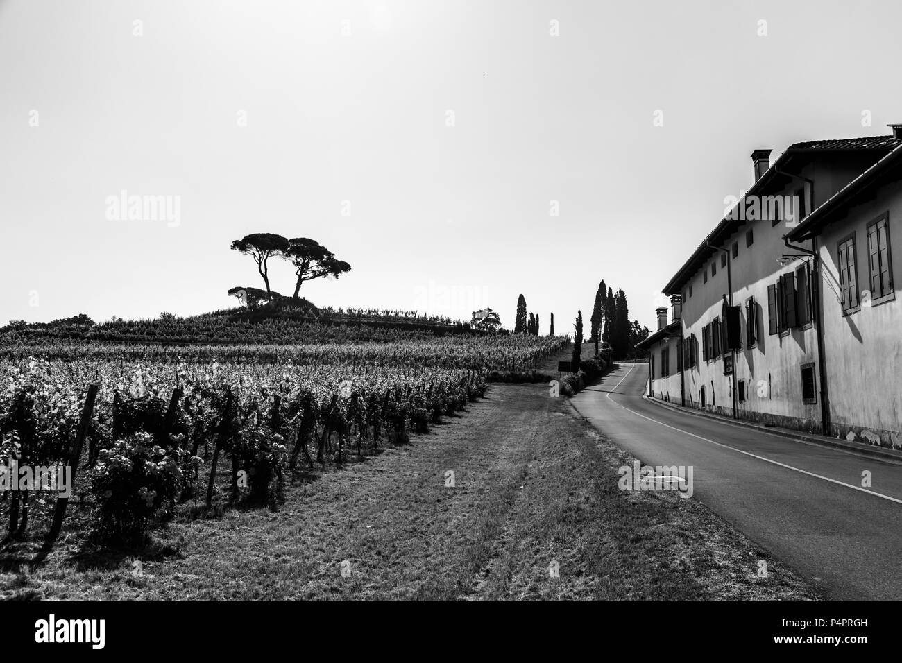 Die Weinberge von Buttrio in einem Sommertag. Collio Friulano, Provinz Udine, Friaul-Julisch-Venetien, Italien Stockfoto