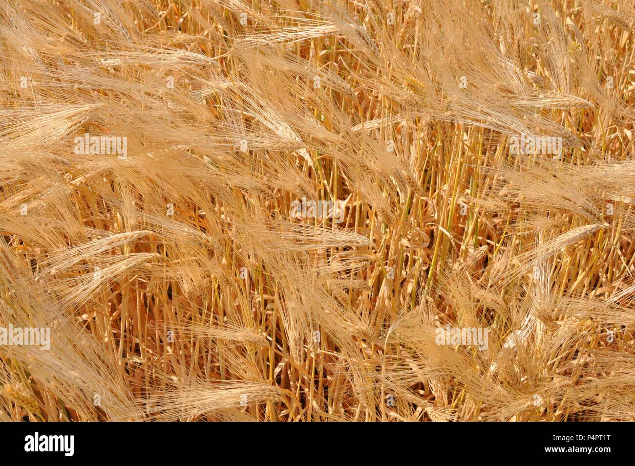 Nahaufnahme der goldene Weizen Ähren von Getreide mit Stiel von oben gesehen Stockfoto