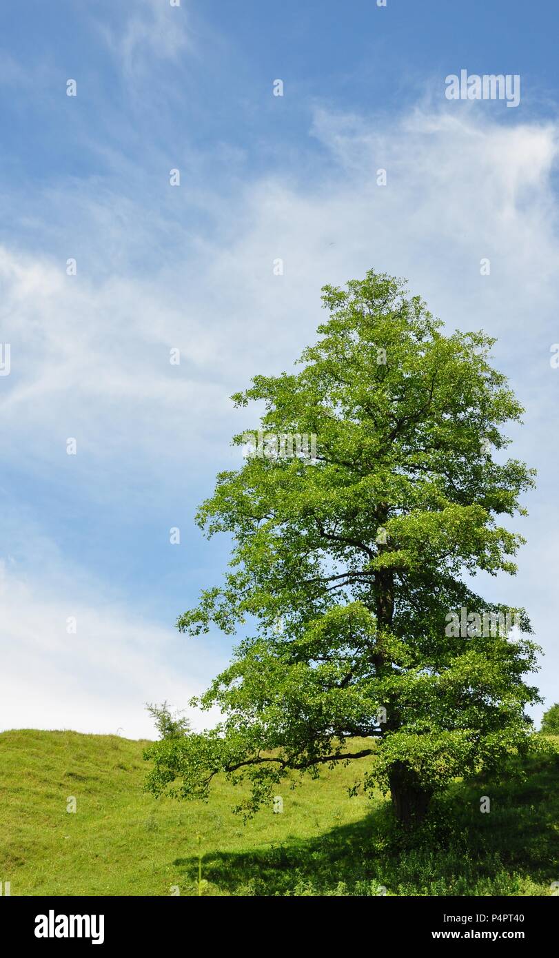 Szene aus einem grünen großen Baum auf dem grünen Rasen Hügel mit blauer Himmel und einige Wolken, Kopieren, vertikal Stockfoto