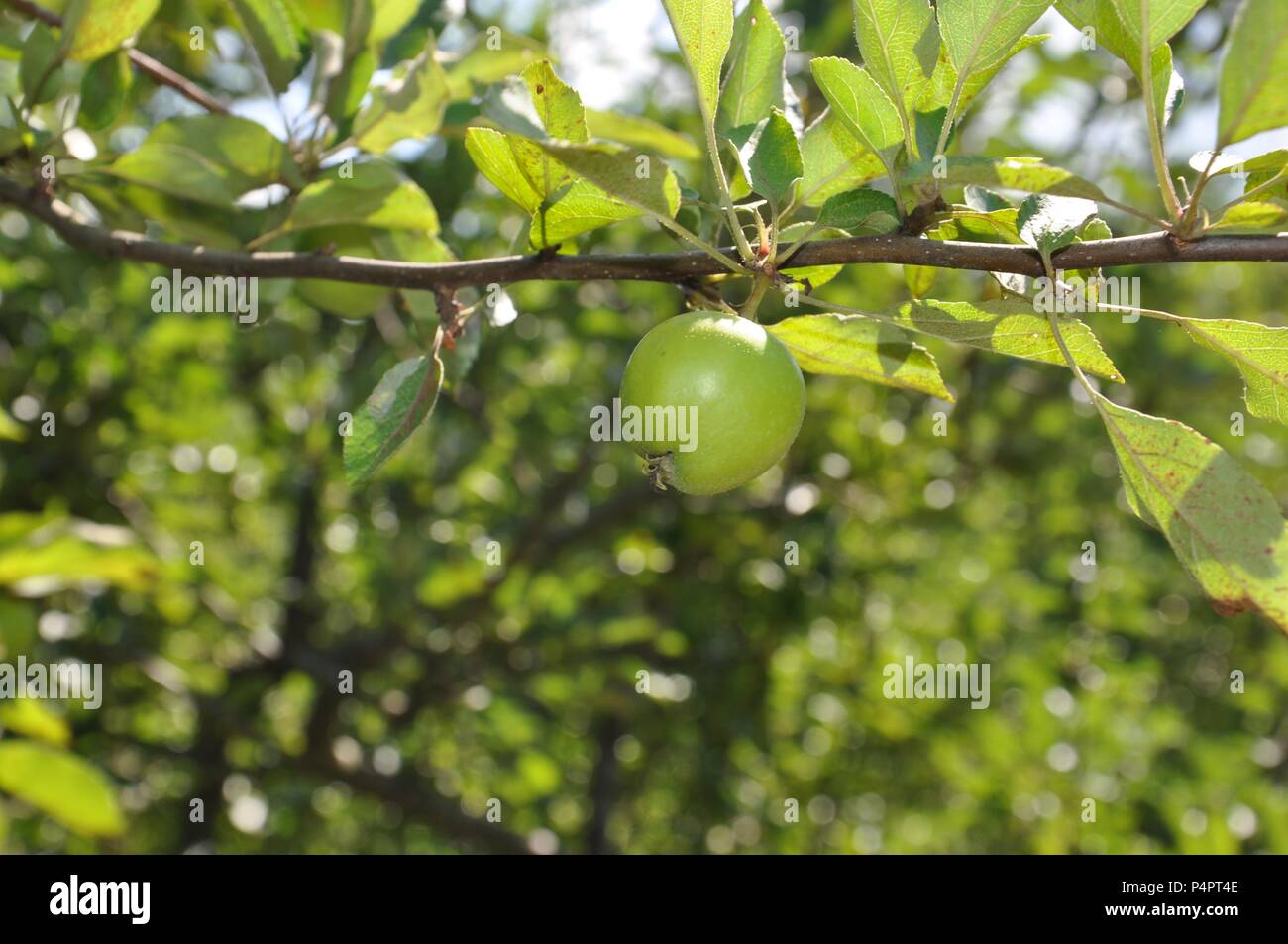 Little Green Apple auf einem Ast im Obstgarten, mit natürlichen, grünen Hintergrund, selektiver Fokus, Nahaufnahme Stockfoto
