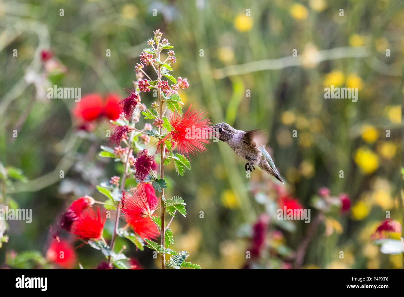 Anna's Hummingbird, schwebenden Flug, wie es Getränke aus roten bottlebrush Blumen auf einer Wüste. In der Arizona Sonora Wüste. Stockfoto