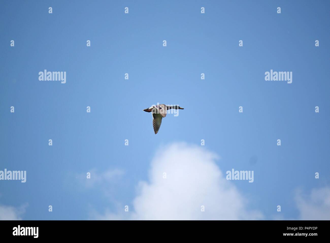 Wild Duck fliegen Stockfoto