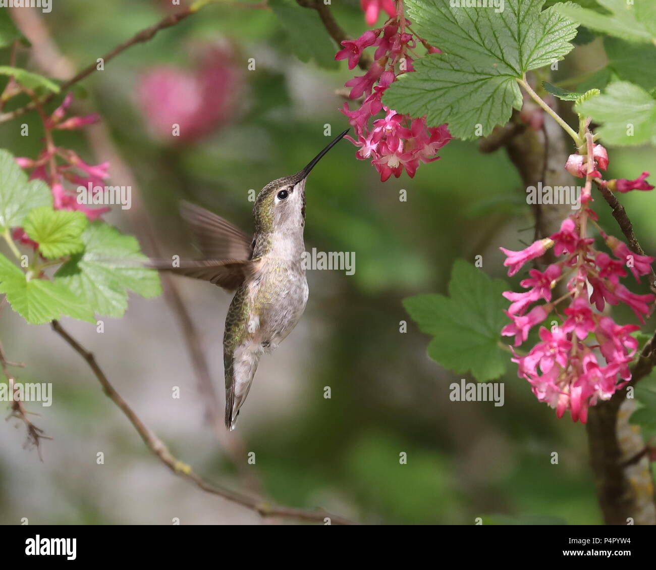 Frau Anna's Hummingbird Fütterung auf Rot-blühenden Johannisbeere Stockfoto